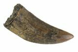 Serrated, Tyrannosaur Tooth - Judith River Formation, Montana #93100-1